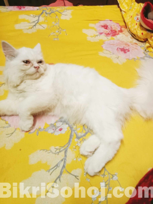 Persian cat female